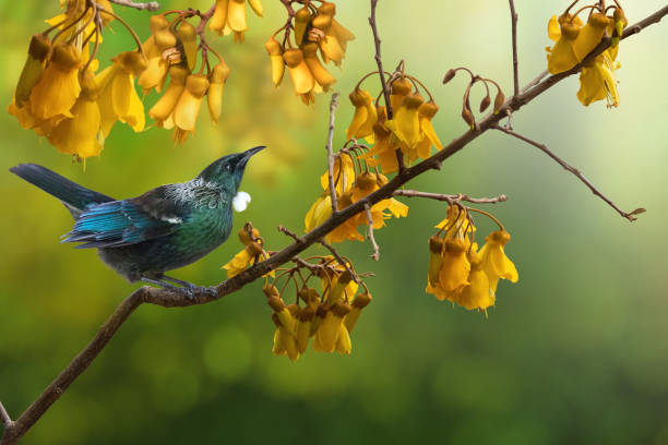 new zealand bird