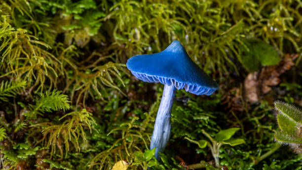 blue mushroom